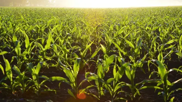 Cursos de Desarrollo rural